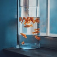 User Mai Xuân Trang